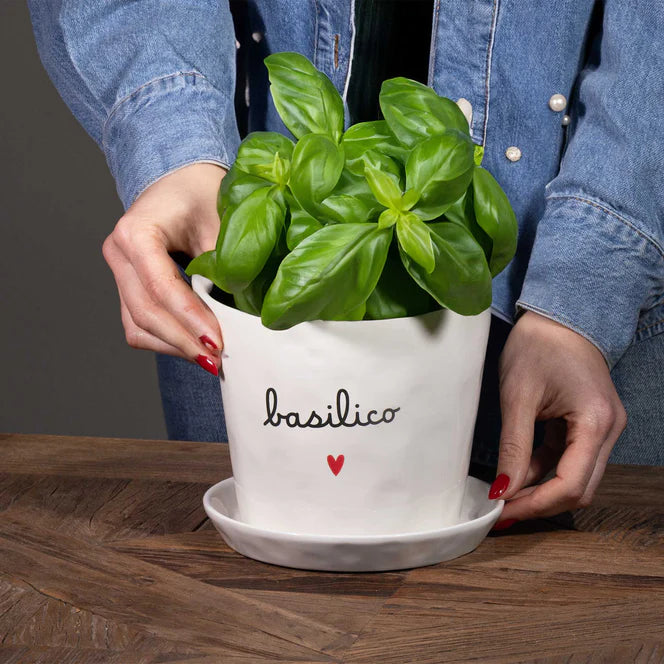 Vaso Basilico Cuore, con sottovaso