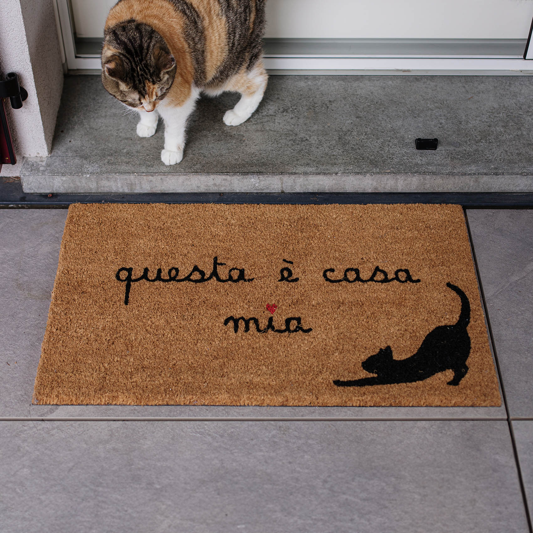 Zerbino Questa è casa mia gatto